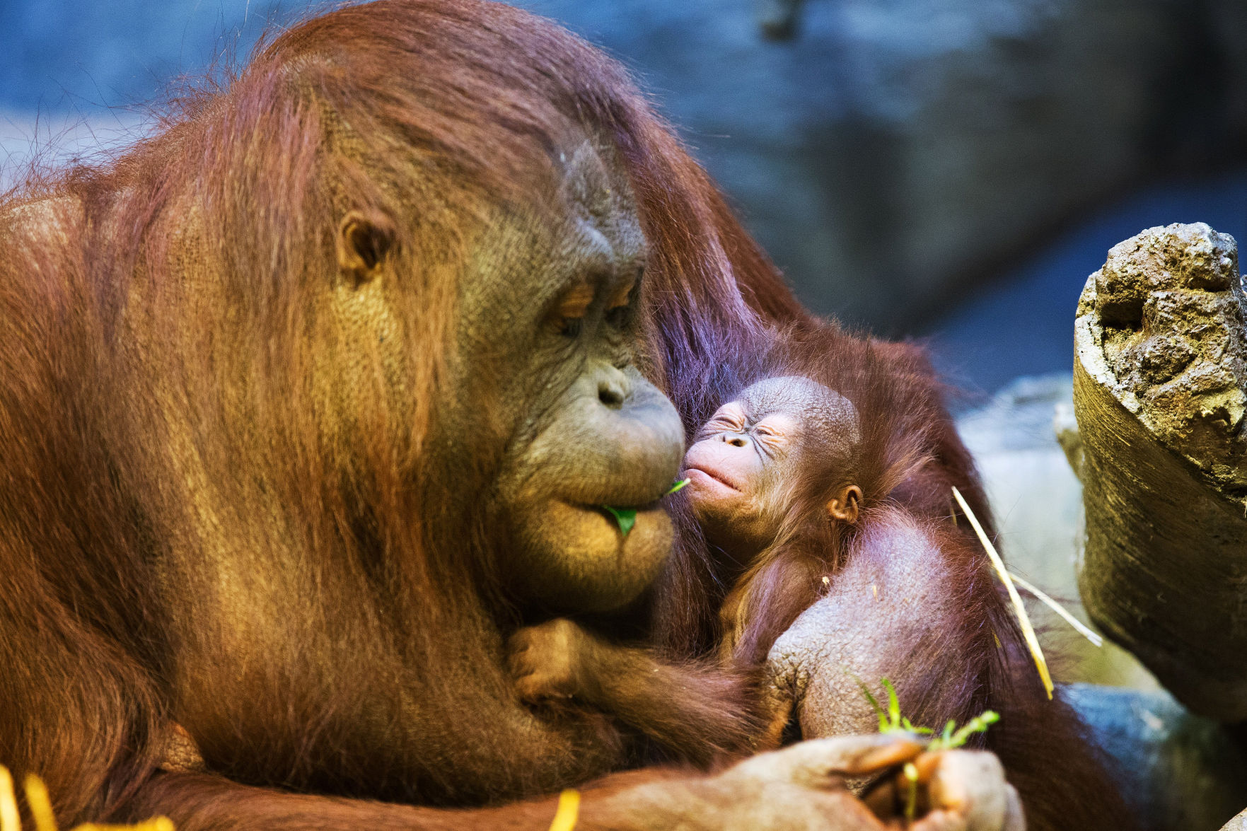 zoo babies